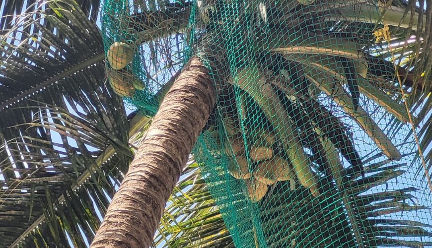 Coconut Tree Safety Nets